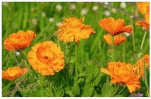 calendula