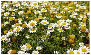 chamomile