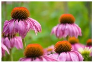 echinacea