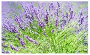 lavander