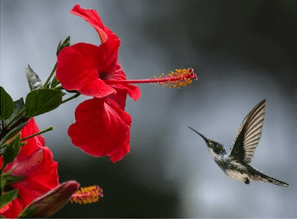 Hibiscus with Hummingbird near