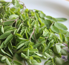 Moringa Leaf