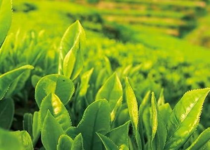 green tea plants